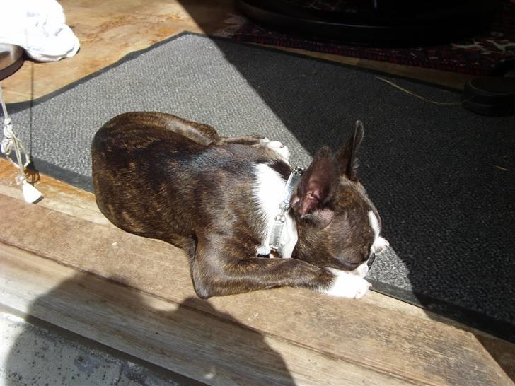 Boston terrier Nala billede 14