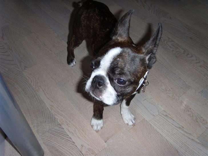 Boston terrier Nala billede 15