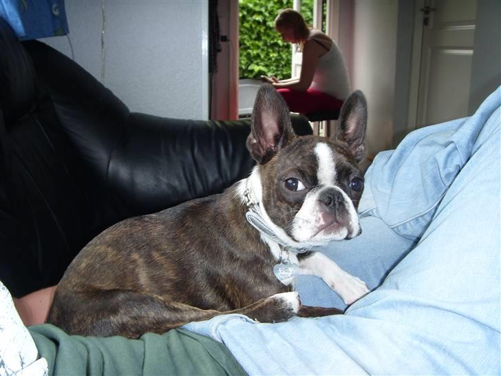 Boston terrier Nala billede 16