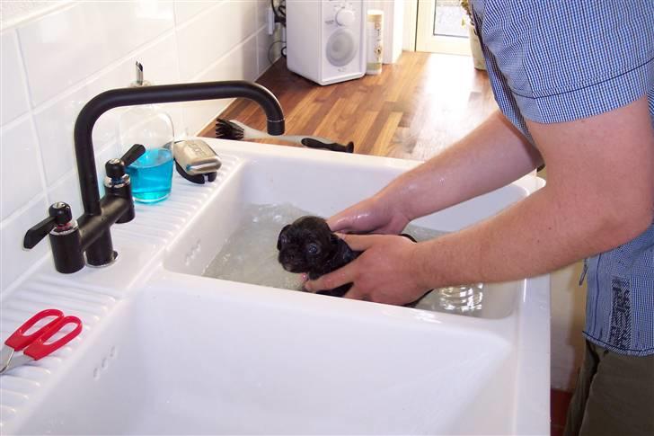 Blanding af racer Fransk Mops - FREYA R.I.P. - Første bad billede 1