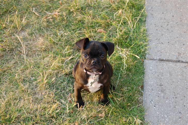 Blanding af racer Fransk Mops - FREYA R.I.P. billede 2