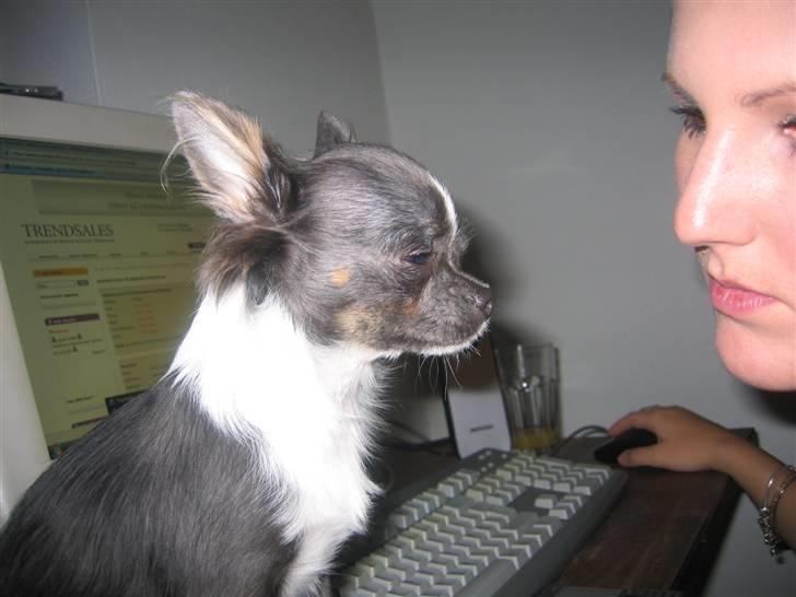 Chihuahua Don Diego De La Vega billede 9