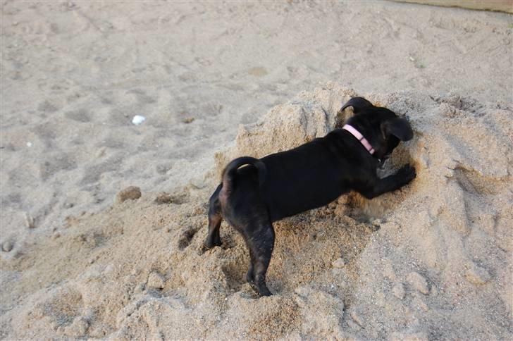 Blanding af racer Fransk Mops - FREYA R.I.P. billede 3