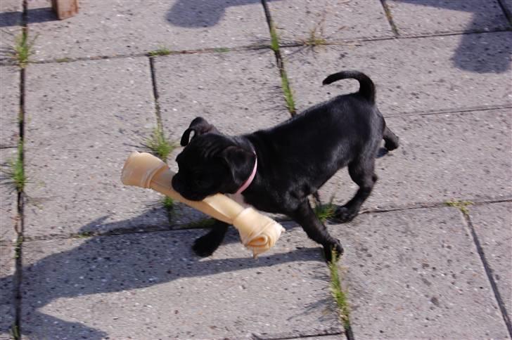 Blanding af racer Fransk Mops - FREYA R.I.P. billede 4