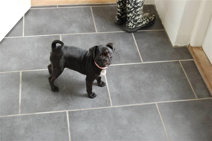 Blanding af racer Fransk Mops - FREYA R.I.P. billede 5