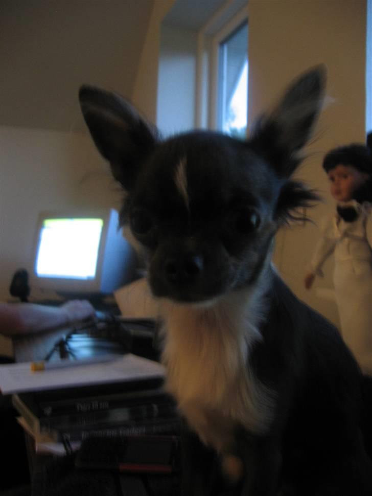 Chihuahua Don Diego De La Vega billede 10