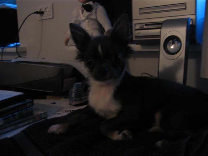 Chihuahua Don Diego De La Vega billede 11