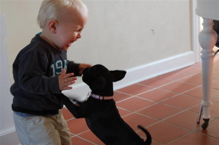 Blanding af racer Fransk Mops - FREYA R.I.P. billede 6