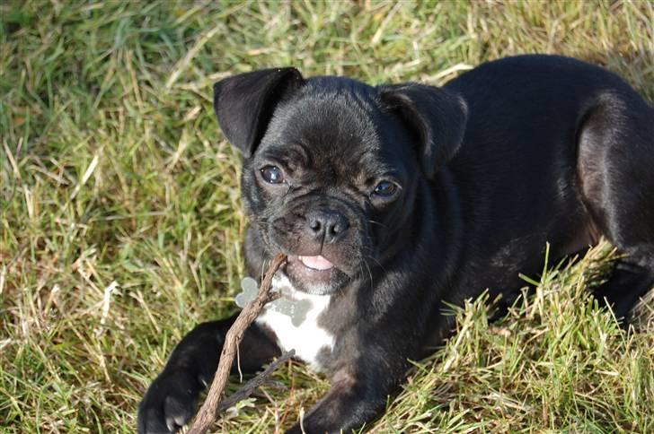 Blanding af racer Fransk Mops - FREYA R.I.P. billede 7