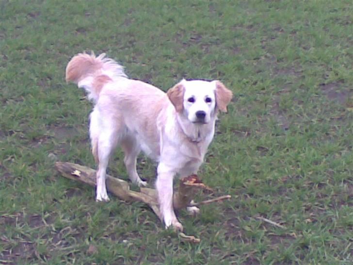 Golden retriever Nougi - Her har vi lige været ude på en lang gåtur og jeg fandt en stor pind på vej ned af grusvejen. Jeg elsker store pinde.. : ) billede 1