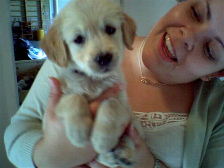 Golden retriever Nougi - Her har vi lige bestemt os for at få denne guldklump her. billede 2