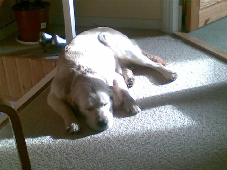 Golden retriever Nougi - Her ligger Nougi lige i en solstråle, det er noget Nougi nyder.. billede 3