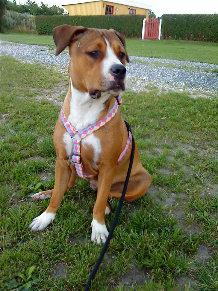 Amerikansk staffordshire terrier Donna  billede 9