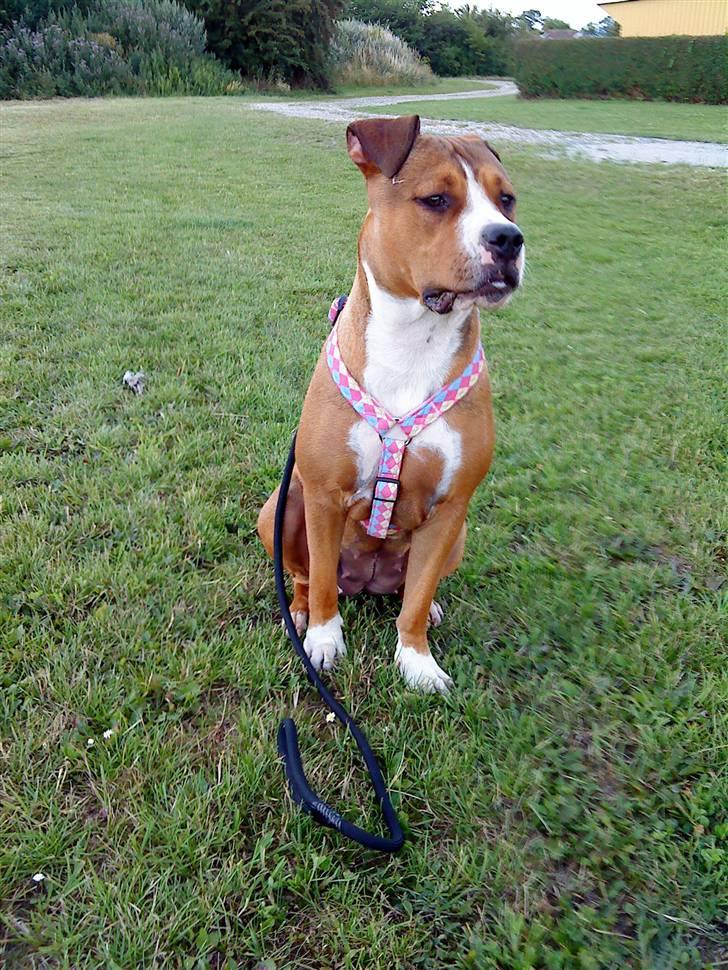 Amerikansk staffordshire terrier Donna  billede 10