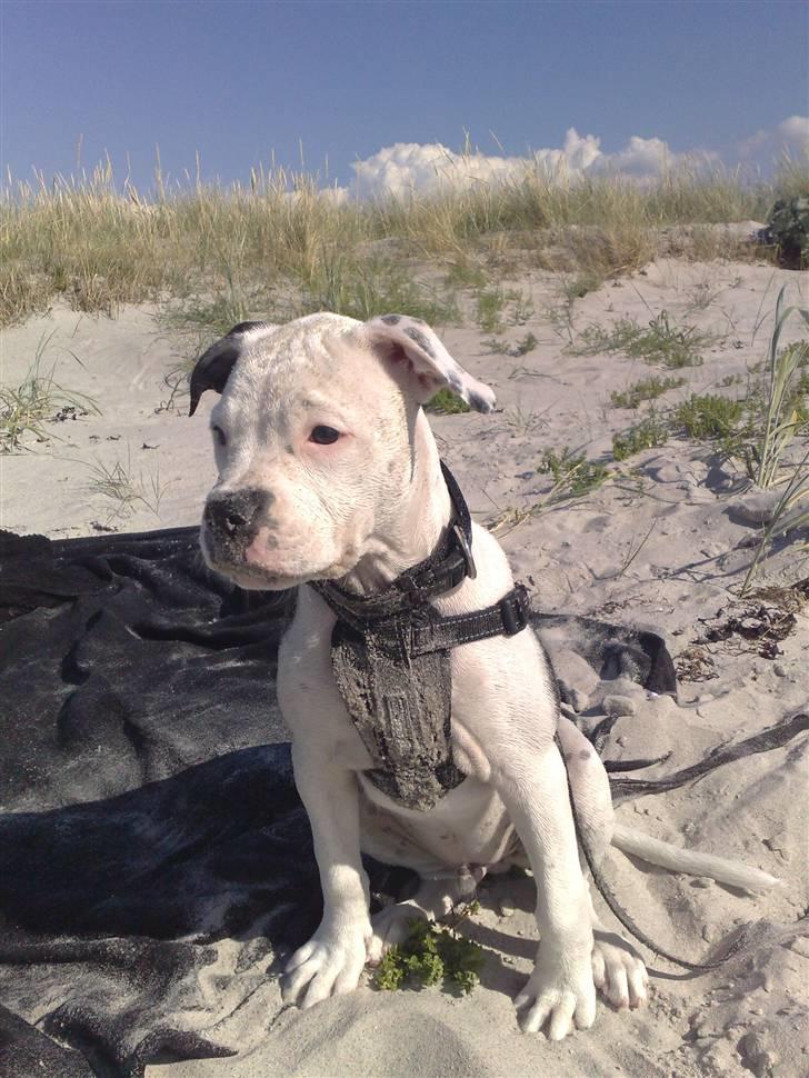 Amerikansk bulldog Buster ( Hvil i Fred ) billede 10