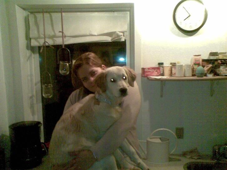 Golden retriever Nougi billede 4