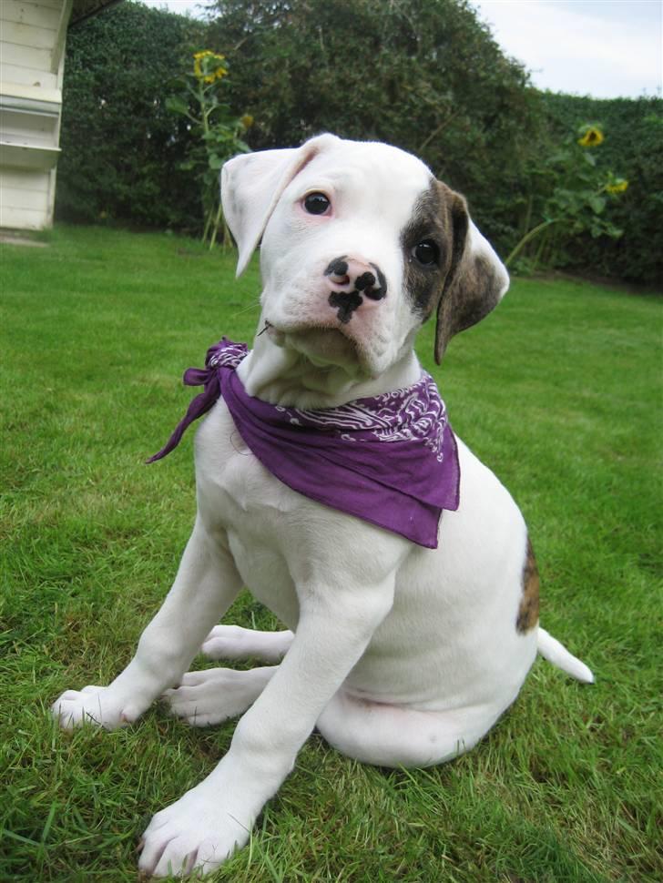 Amerikansk bulldog Coco Flirt - 11 uger gammel... 18.08.08 billede 1