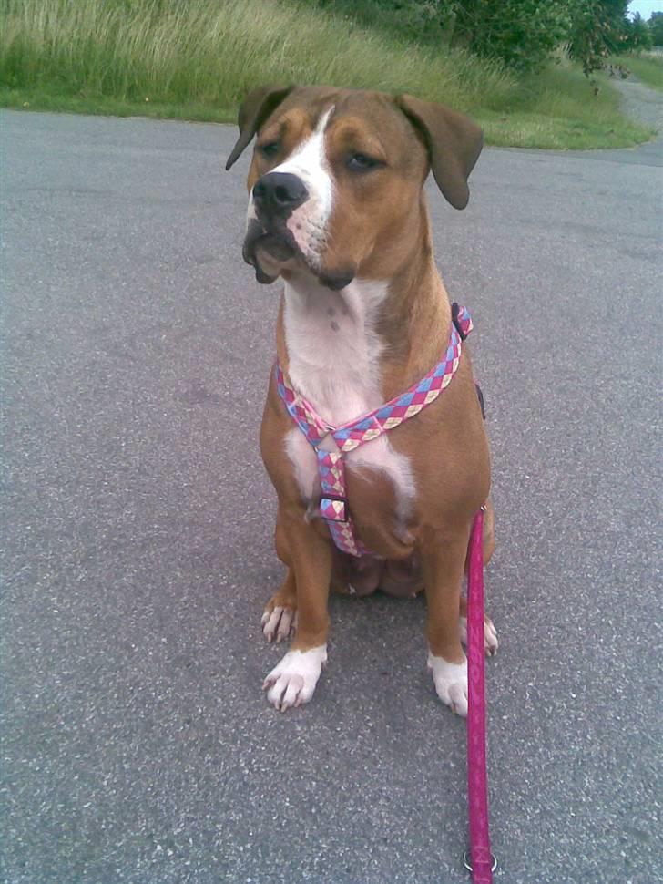 Amerikansk staffordshire terrier Donna  billede 11