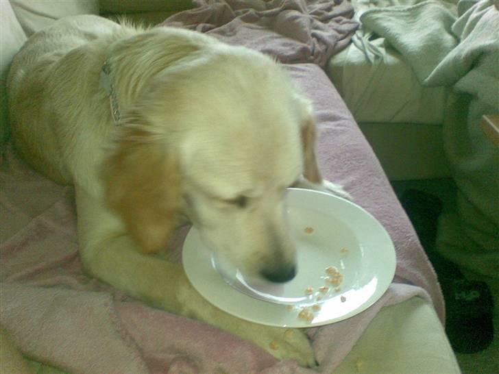 Golden retriever Nougi - Her får jeg lige resterne af mors morgenmad.. billede 5
