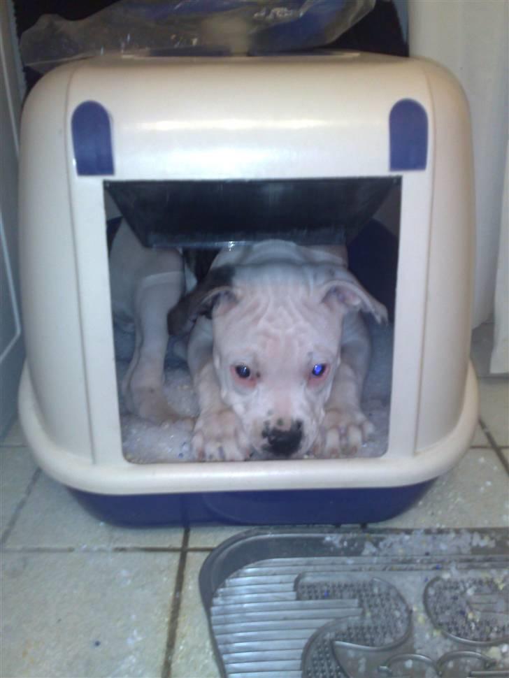 Amerikansk bulldog Buster ( Hvil i Fred ) billede 11