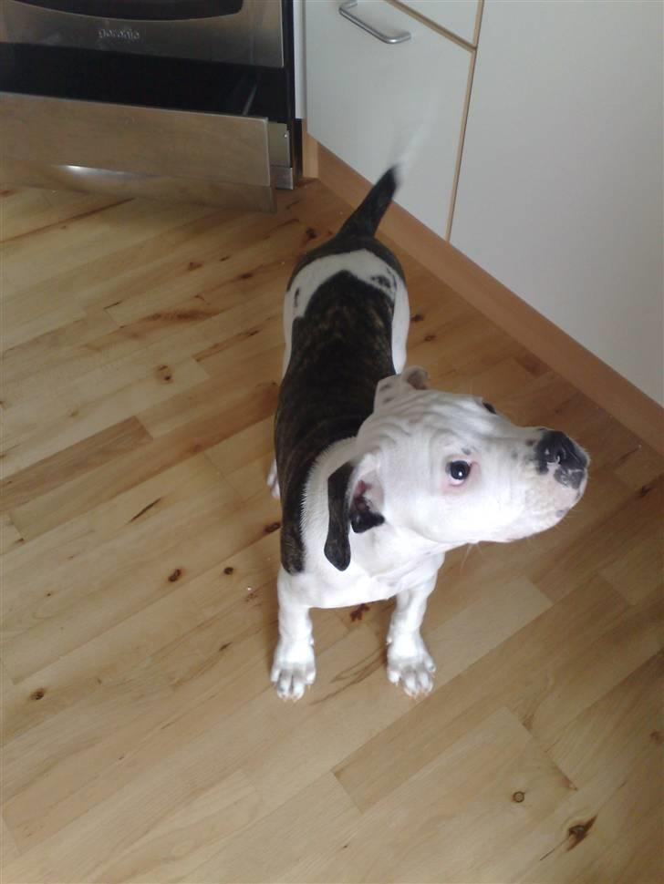 Amerikansk bulldog Buster ( Hvil i Fred ) billede 12