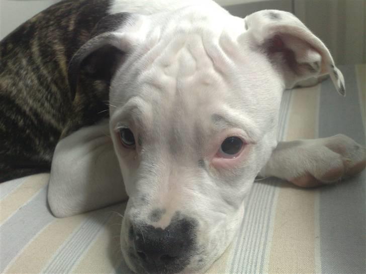 Amerikansk bulldog Buster ( Hvil i Fred ) billede 13