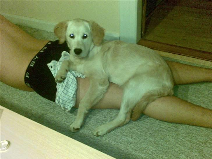 Golden retriever Nougi - Jeg hjælper lige far med og træne... billede 6