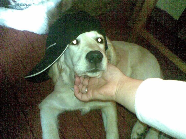 Golden retriever Nougi - Er jeg ikke sej? billede 7