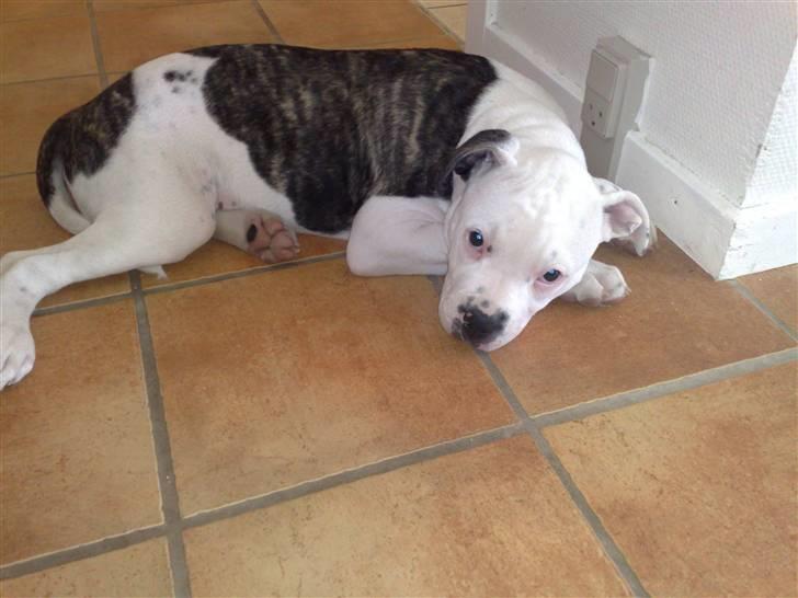 Amerikansk bulldog Buster ( Hvil i Fred ) billede 14