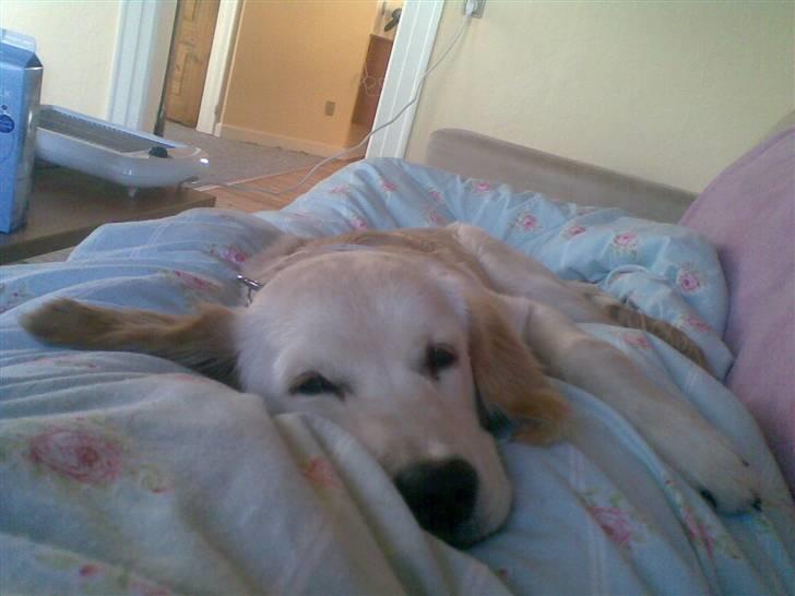 Golden retriever Nougi - Her ligger jeg lige i sofa ved mor.. Hyggeligt!! billede 8