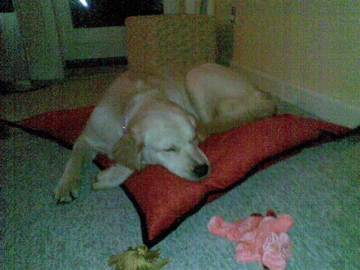 Golden retriever Nougi - Min dejlig prinsessepude... billede 9