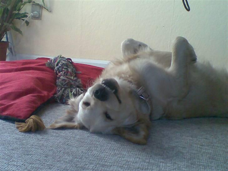 Golden retriever Nougi - Lige når jeg prøver at slappe af så er mor der med den firkantet tingest foran hendes øjne. billede 10