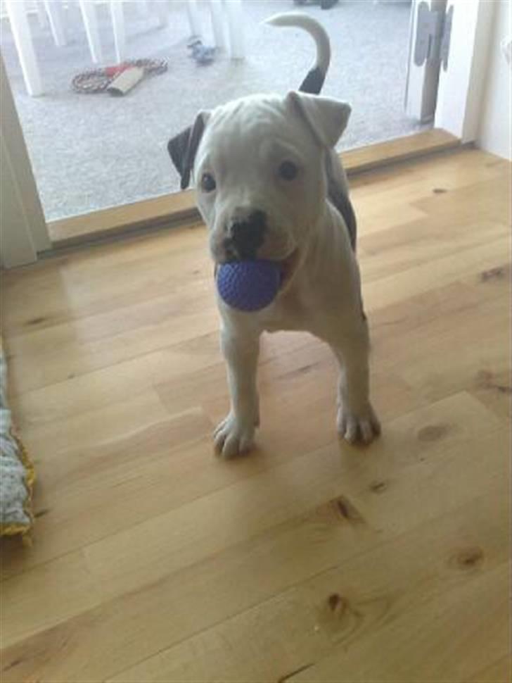 Amerikansk bulldog Buster ( Hvil i Fred ) billede 15