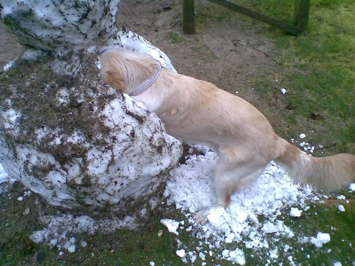 Golden retriever Nougi - der skal altså ikke stå sådan en snemand midt i det hele. den skal væk.. billede 11