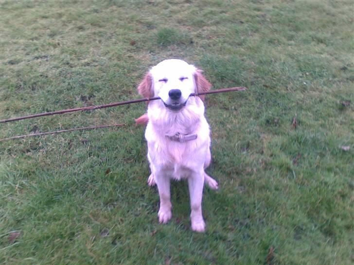 Golden retriever Nougi - det kan godt være jeg ser sjov ud i regnvejr, men det er så sjovt og være ude i... billede 12