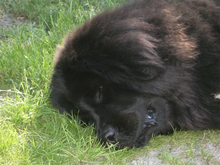 Newfoundlænder Molly billede 1