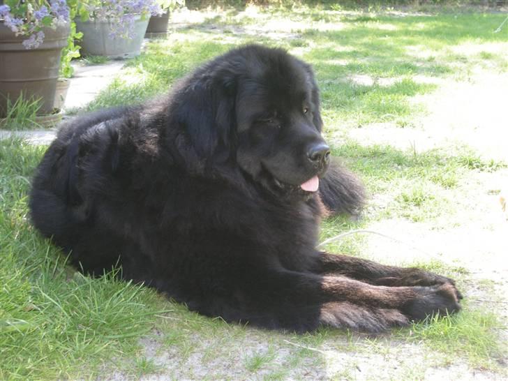 Newfoundlænder Molly billede 2