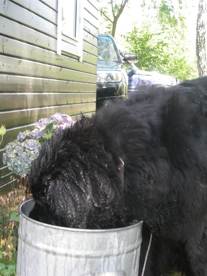 Newfoundlænder Molly billede 3