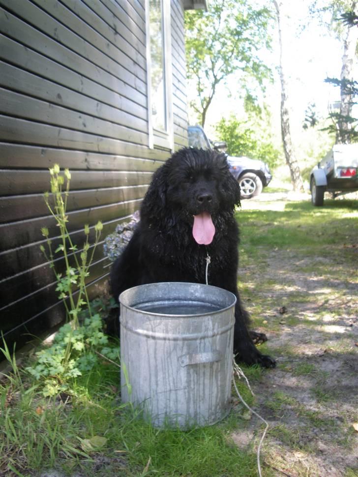 Newfoundlænder Molly billede 4