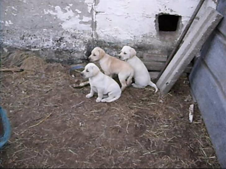 Labrador retriever Mollie - Mollie og hendes søskende.. med Mollie som den forreste billede 12