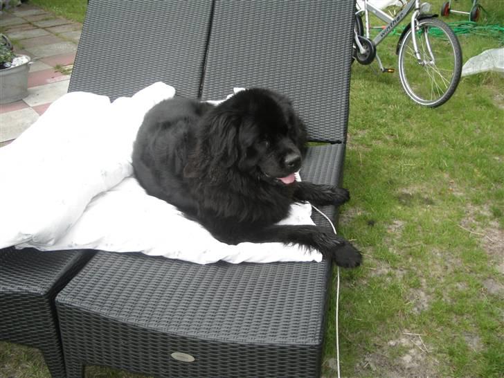 Newfoundlænder Molly billede 5