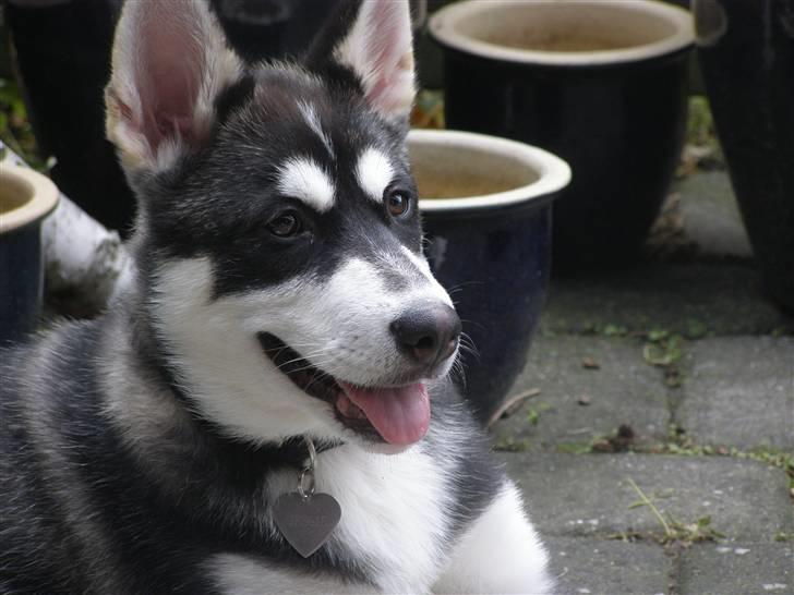 Siberian husky Jessie - Hej jeg hedder Jessie billede 1