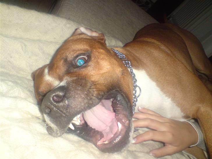 Amerikansk staffordshire terrier Kenzo - Leeeeg nu med mig ?  billede 5