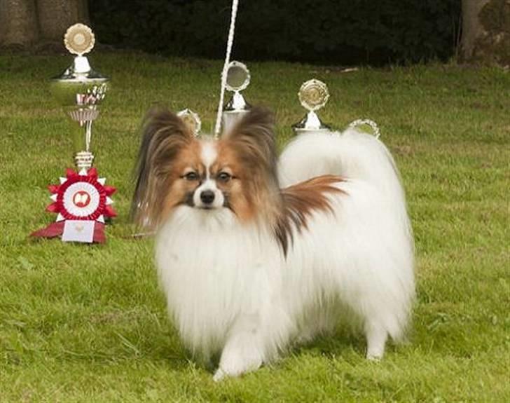 Papillon DKCH Troldalfens Ambrosius - August 2010 - BIS til Egenseskuet billede 4