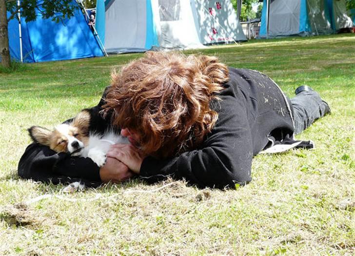 Papillon DKCH Troldalfens Ambrosius - Juni 2008 - Man bliver sørme træt af at være så smuk... Vilhelmsborgskuet billede 7