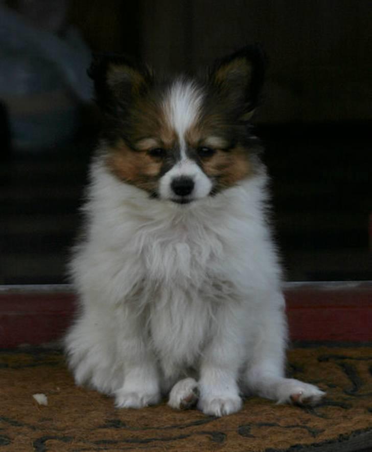 Papillon DKCH Troldalfens Ambrosius - Maj 2008: Nuttede Ozzy billede 8