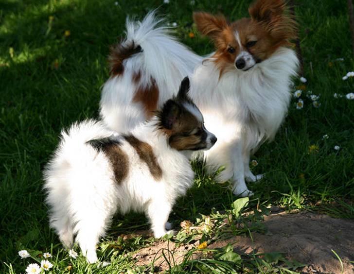 Papillon DKCH Troldalfens Ambrosius - Maj 2008: Sammen med mor Nikki (Thygesminds Unique) billede 9