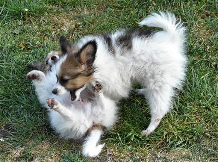 Papillon DKCH Troldalfens Ambrosius - Maj 2008: Leger med brormand August, som også er oprettet herinde. billede 10