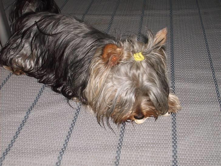 Australian silky terrier Luna R:I:P billede 5