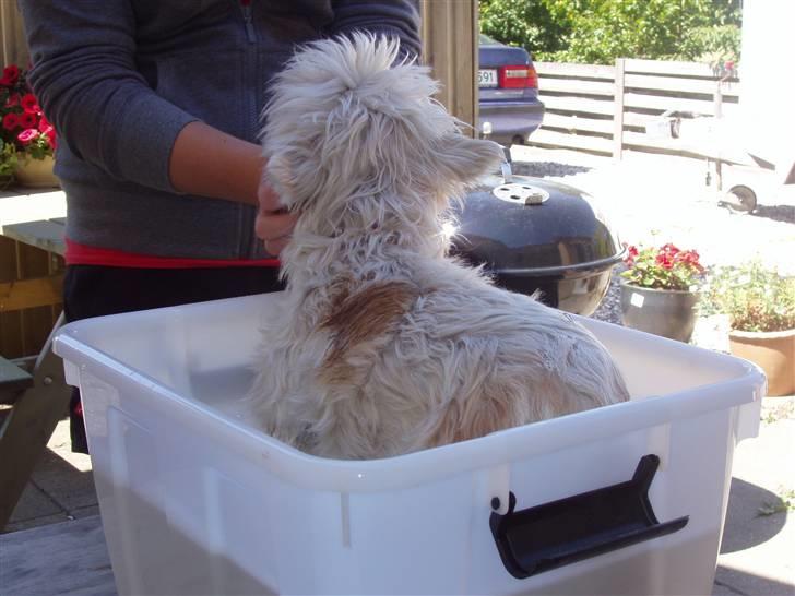 West highland white terrier Sussi 'død';/ - Det er bare en lort, også skal jeg i bad i en balje! Neder! (:: billede 19